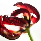 Tulpe #1