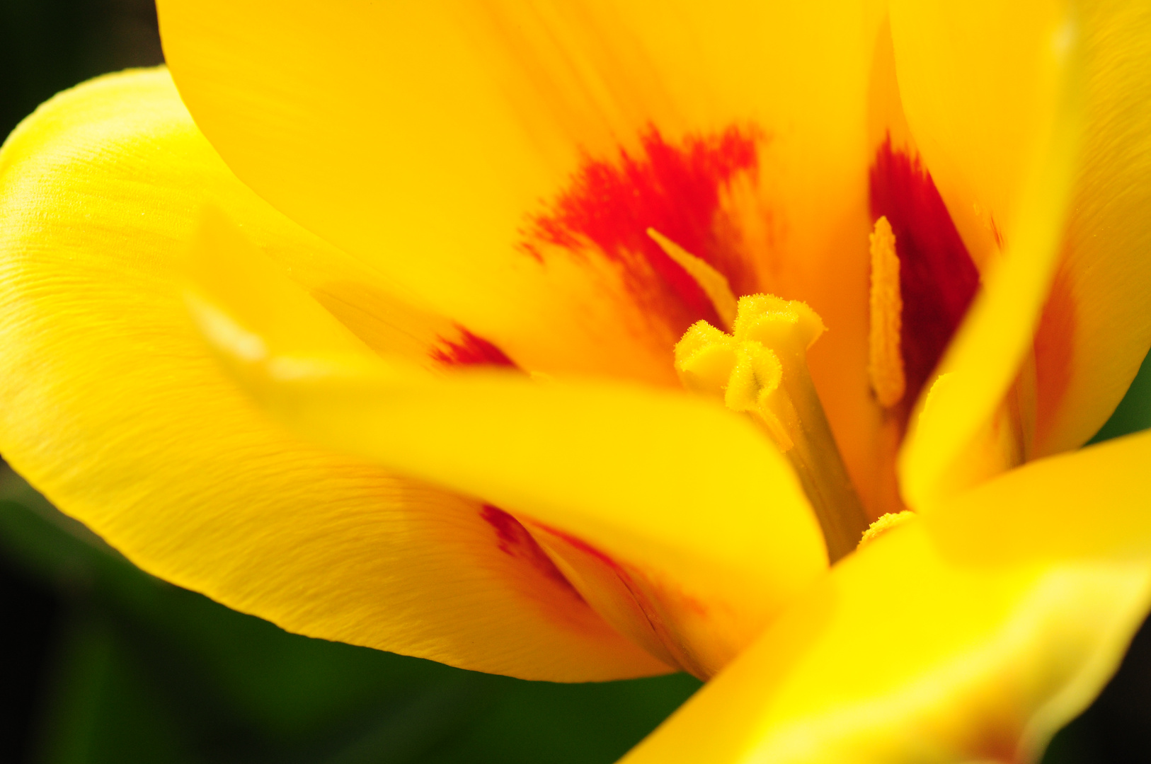 Tulpe 1