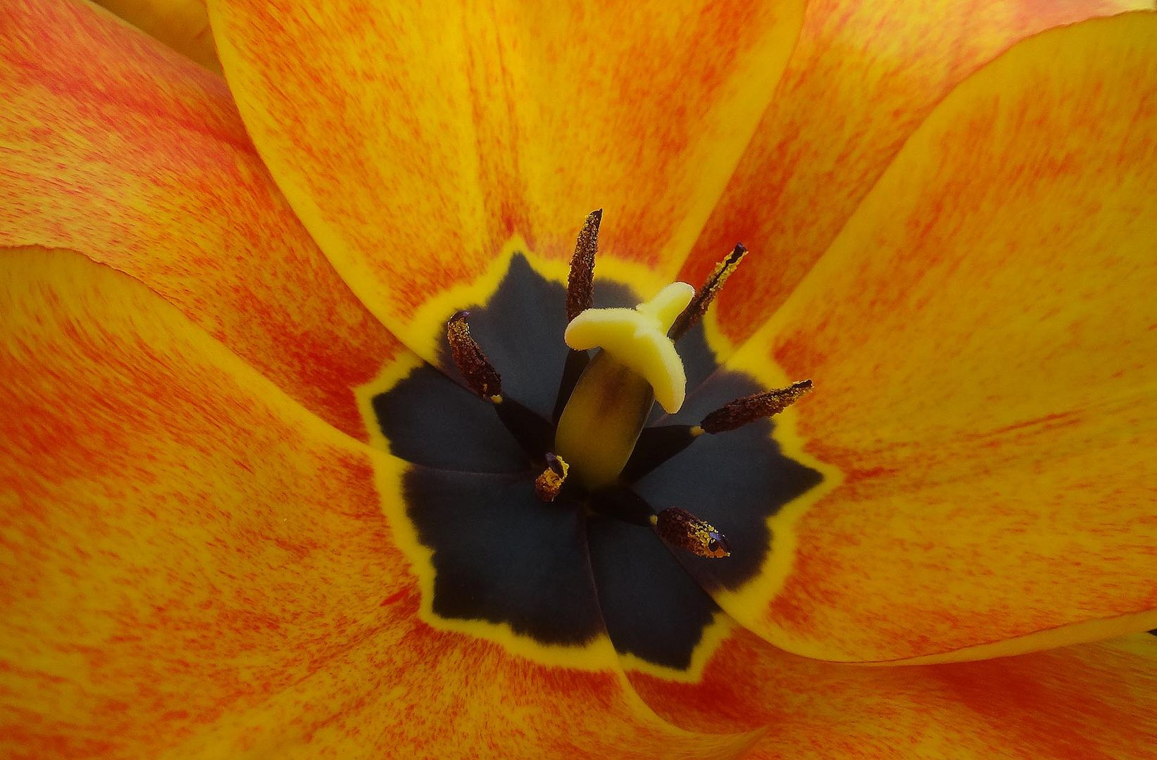 Tulpe -1-