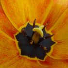 Tulpe -1-