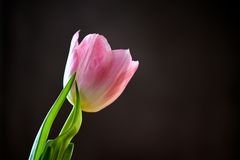 Tulpe 1