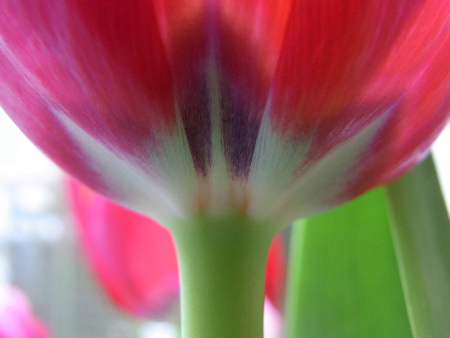 Tulpe 1