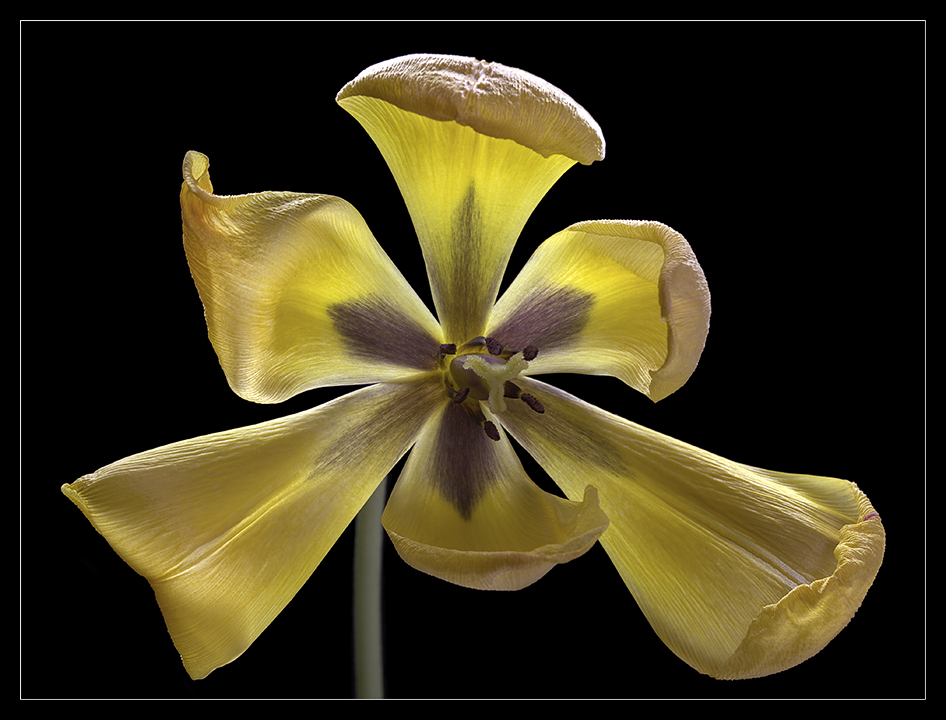 Tulpe 1 in Farbe