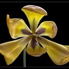 Tulpe 1 in Farbe