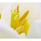 Tulpe 1 - "Weiss gewandet" Makro