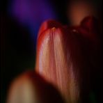 Tulpe (10)