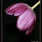 Tulpe 10