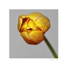 TULPE