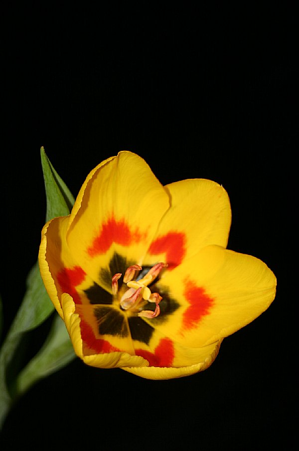 Tulpe von Ursula Heinelt