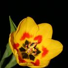 Tulpe