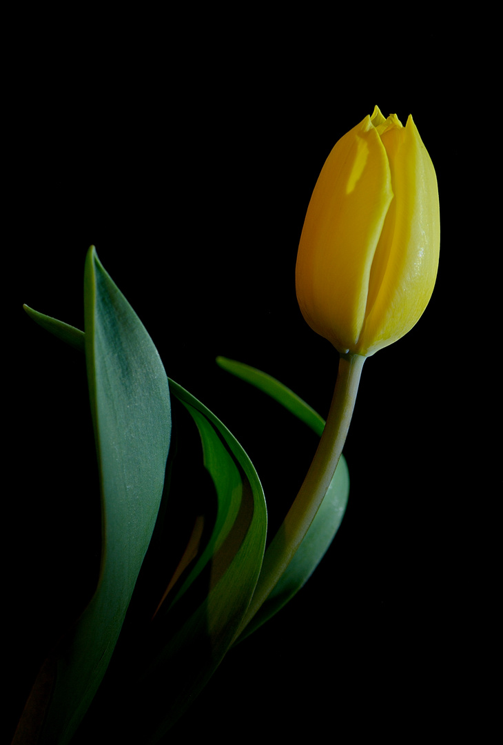 Tulpe 11