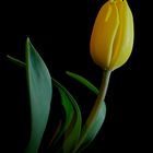 Tulpe 11