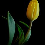 Tulpe 11