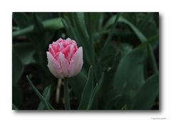 Tulpe # 1106