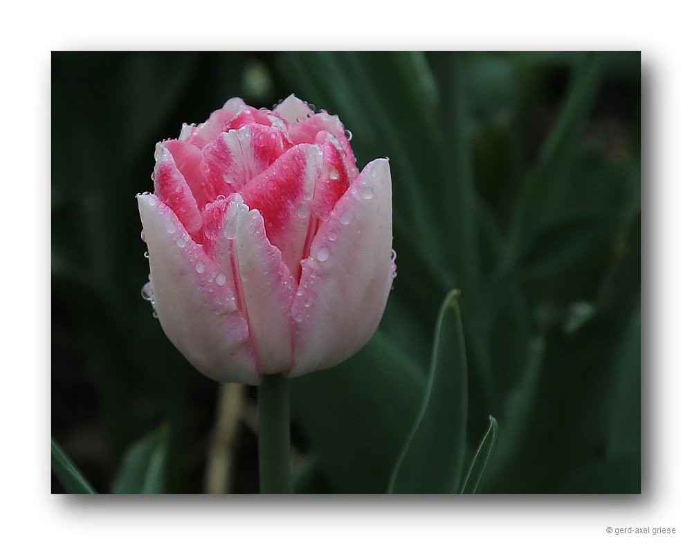 Tulpe # 1106.