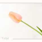 Tulpe