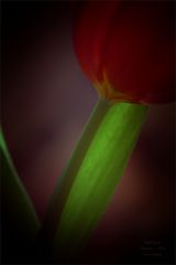 Tulpe (12)