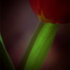 Tulpe (12)