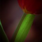 Tulpe (12)