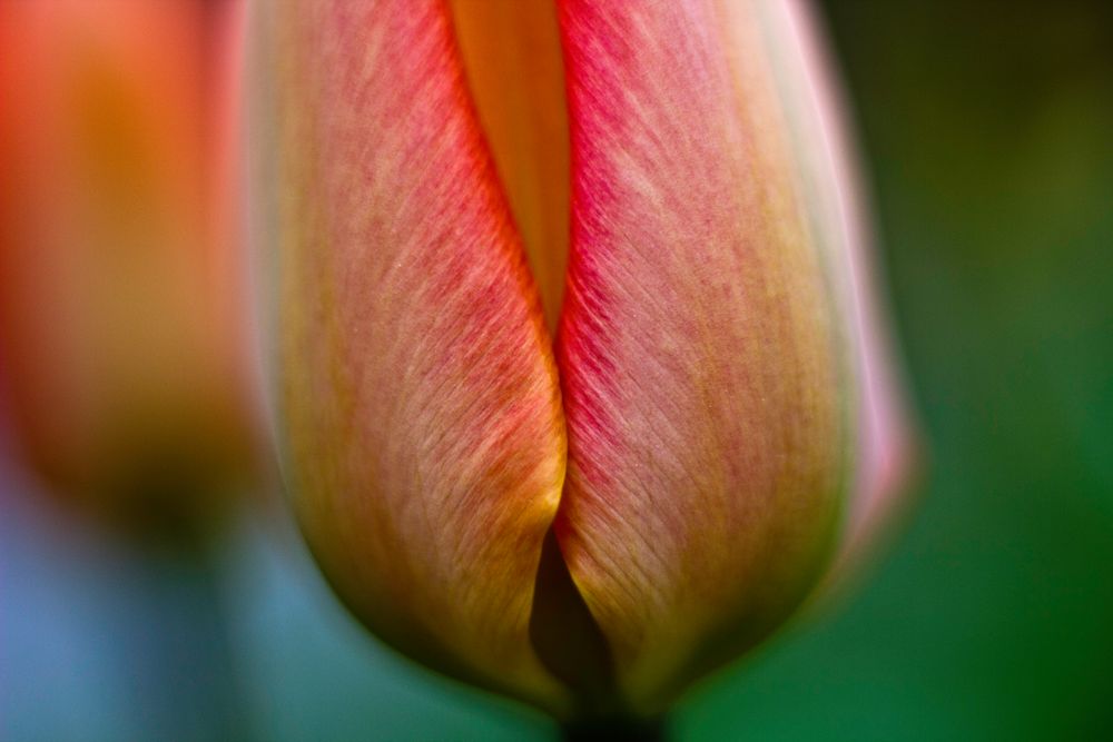 Tulpe von Bernhard Semlitsch 