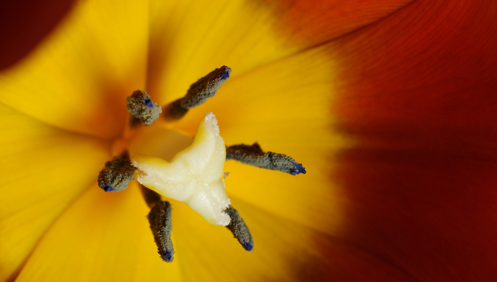 Tulpe