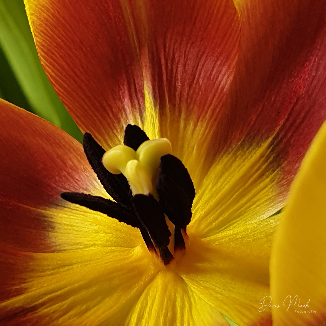 Tulpe