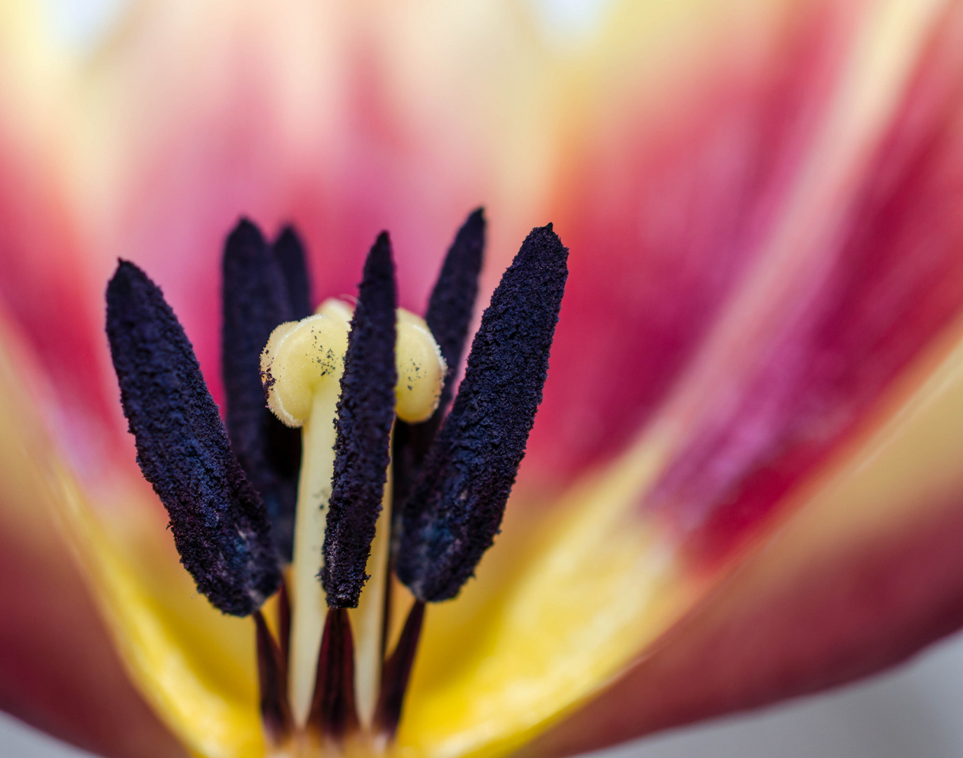 Tulpe