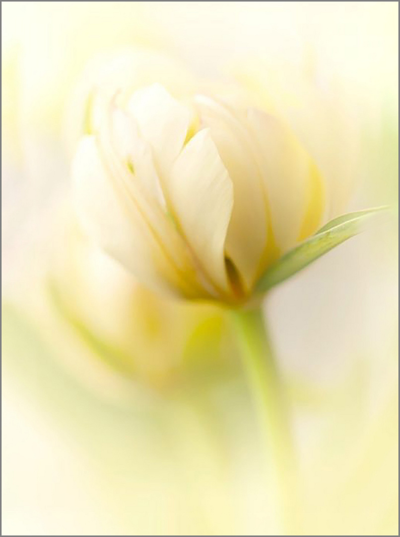 Tulpe