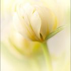 Tulpe