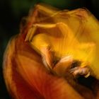 Tulpe 13