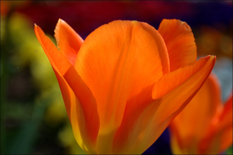 Tulpe 13