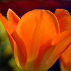 Tulpe 13