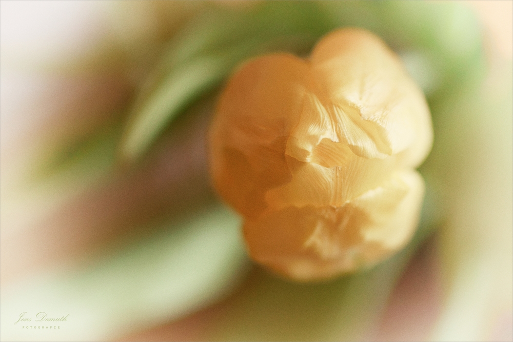 Tulpe (13)