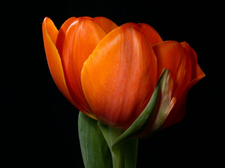 Tulpe