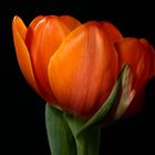 Tulpe