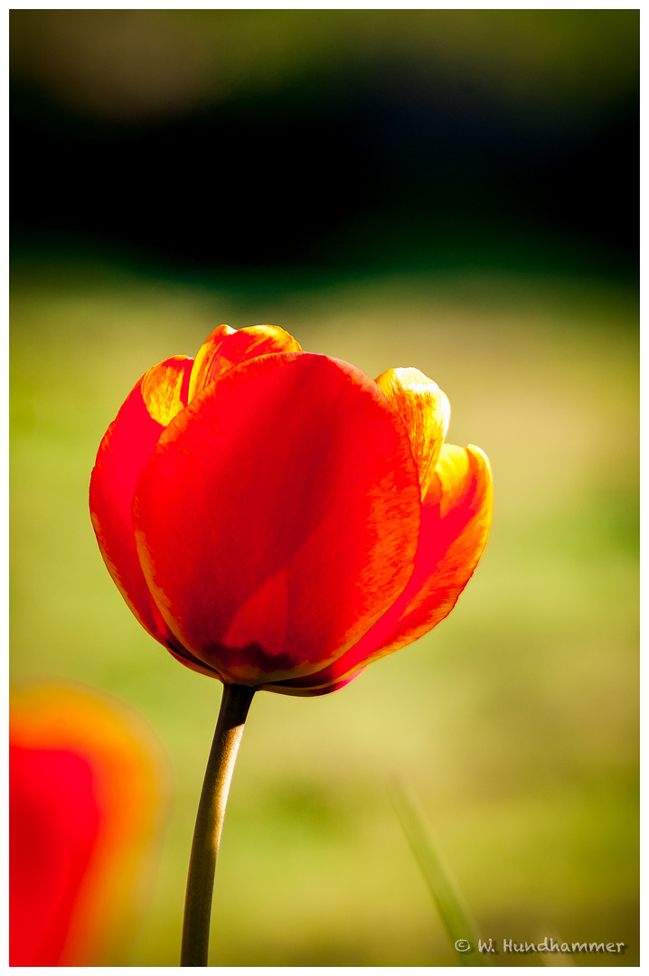 Tulpe