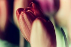 Tulpe (14) 