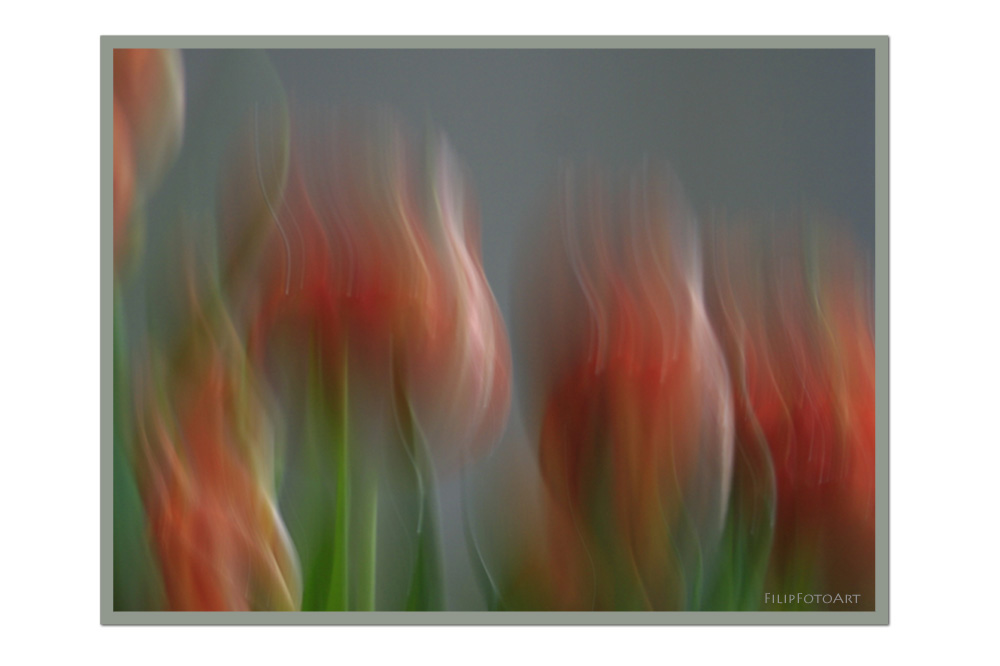 Tulpe 1/4 sec