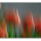 Tulpe 1/4 sec