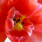 Tulpe