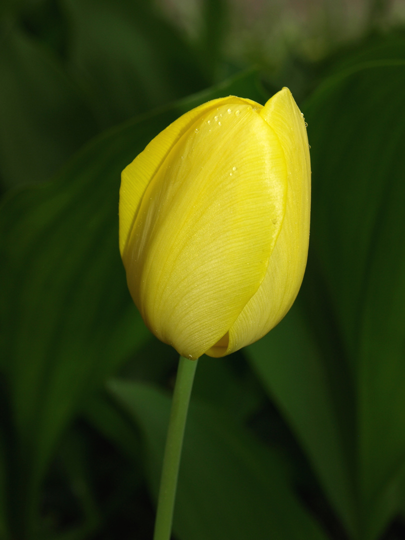 Tulpe