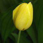 Tulpe