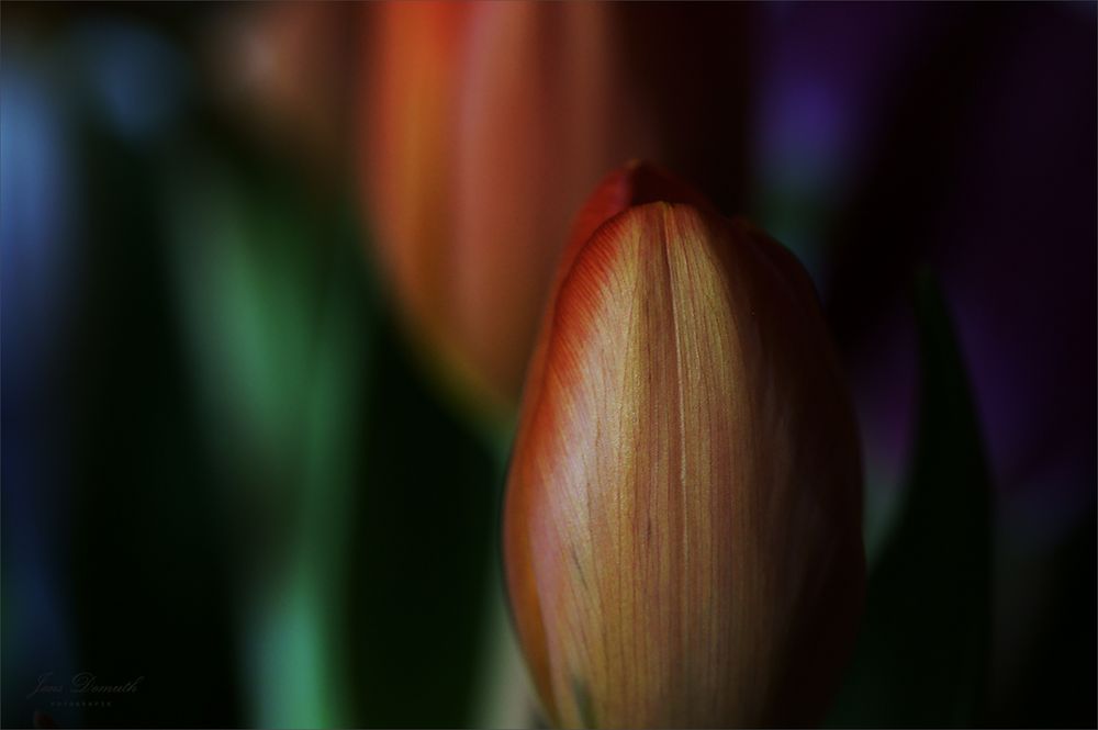 Tulpe (16)