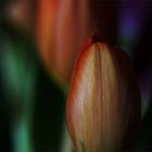 Tulpe (16)