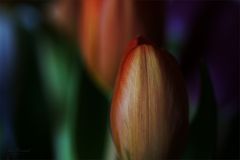 Tulpe (16)