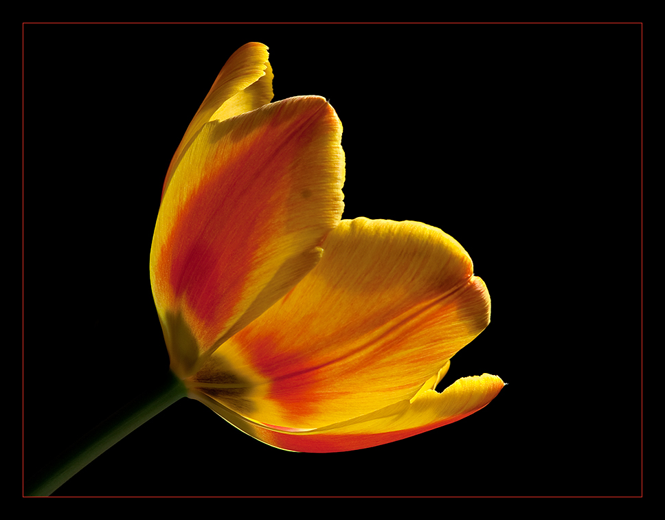 Tulpe