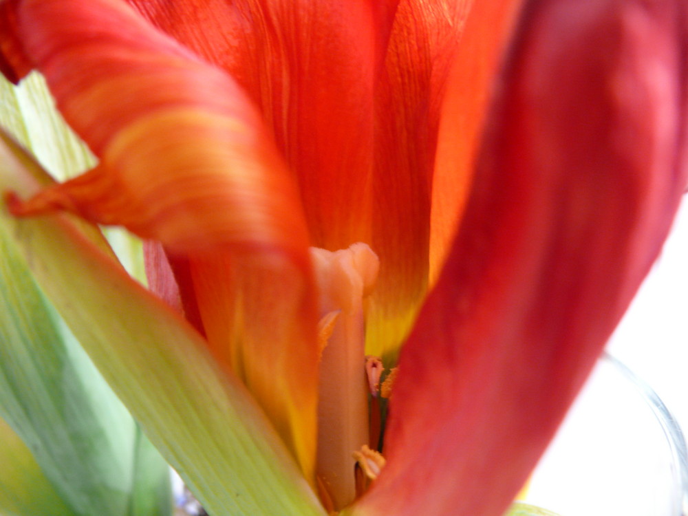 Tulpe