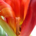 Tulpe