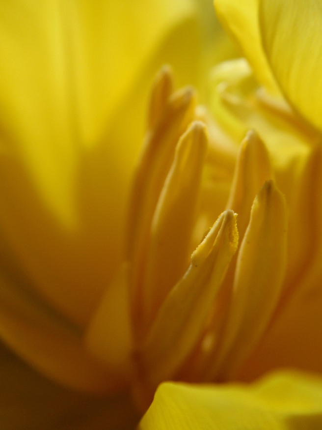 Tulpe