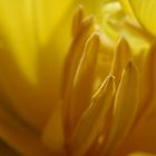 Tulpe